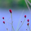 秋の気配④