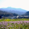春を告げる①