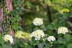 紫陽花③