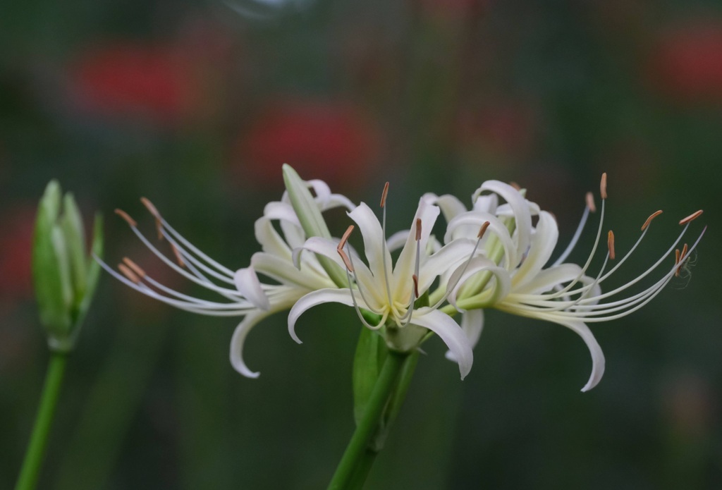曼珠沙華③