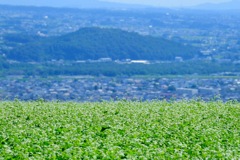 高原のそば①