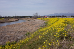 黄色い川沿い