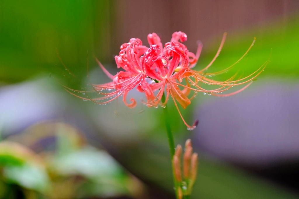 曼珠沙華①