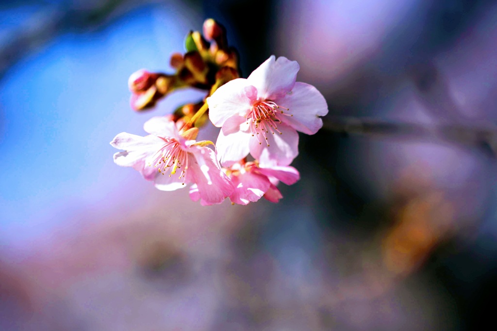 河津桜