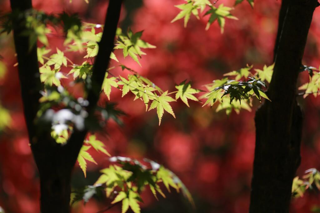 赤城自然園②