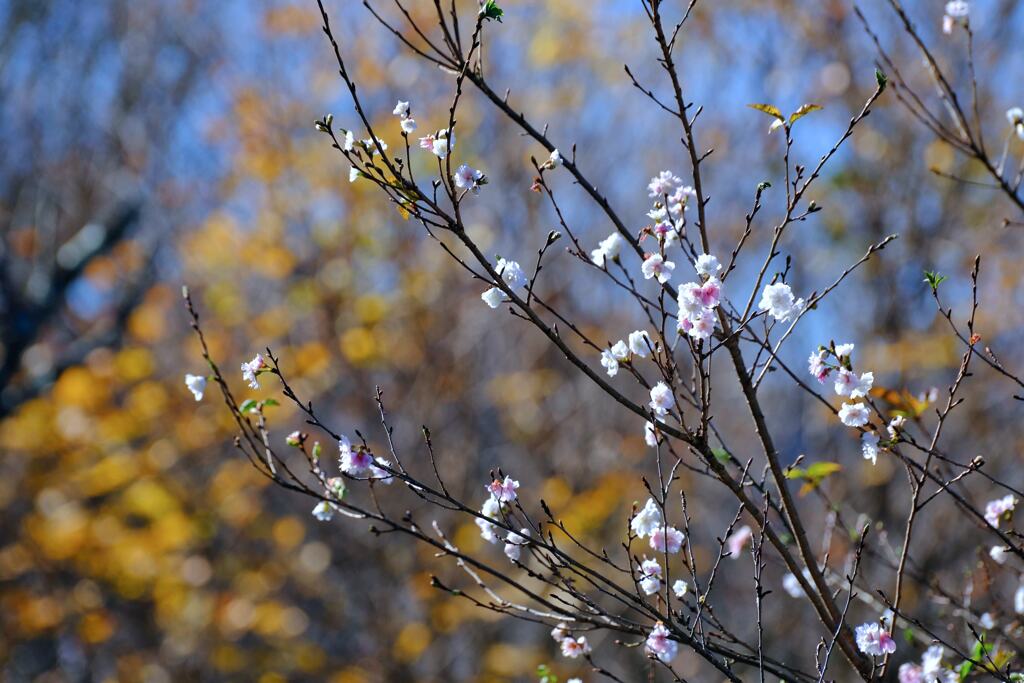 桜山公園⑦
