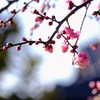 しだれ梅