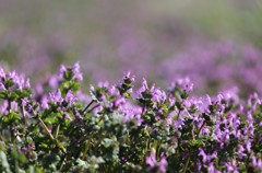 春の陽を浴びて