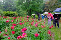 雨の赤城自然園