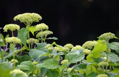 蕾の紫陽花