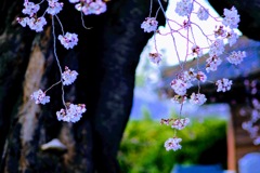 しだれ桜①