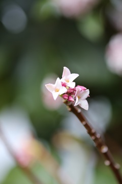 小さな沈丁花