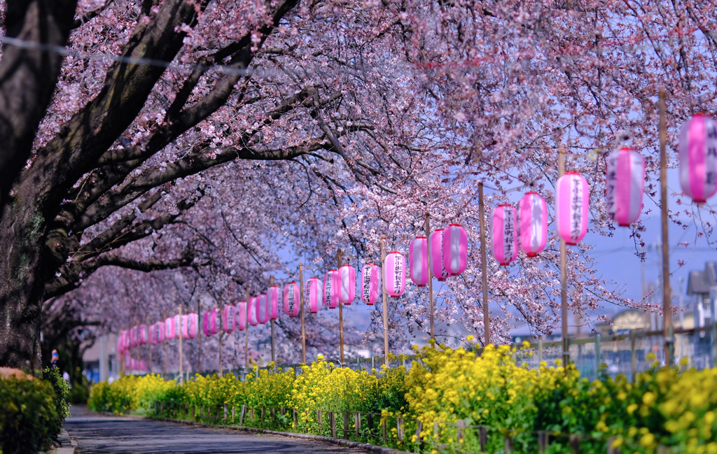 静かな開花