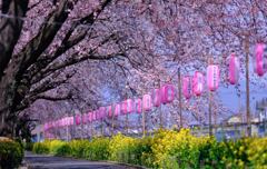 静かな開花