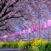 静かな開花