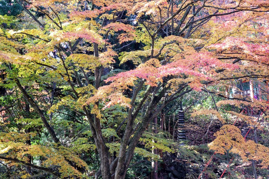 伊香保水澤の紅葉②