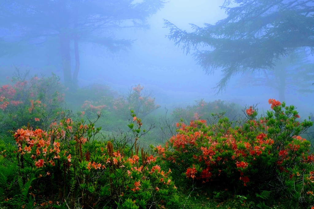 湯の丸高原のツツジ⑦