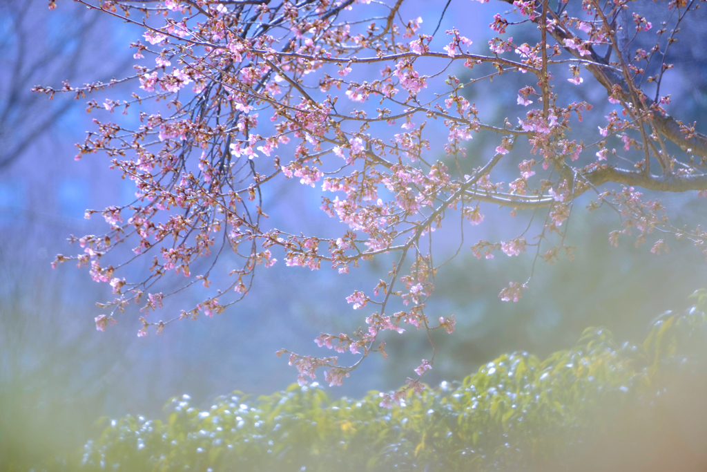 河津桜②
