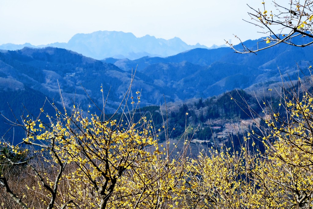 宝登山の蝋梅③