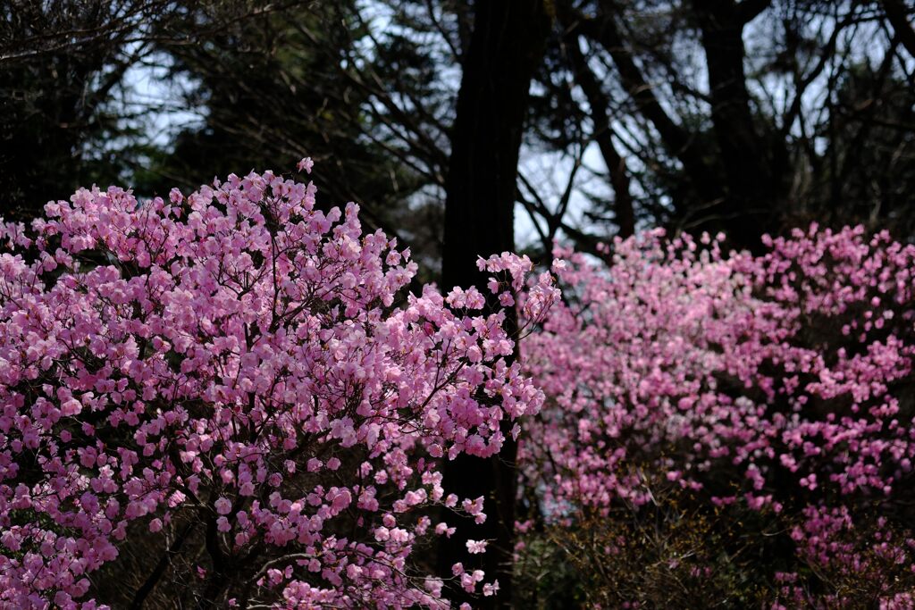 赤城自然園②