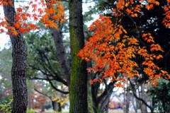 敷島公園の紅葉①