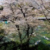 千鳥ヶ淵