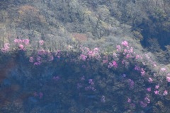 赤城山のアカヤシオ⑤