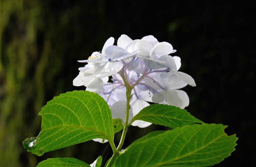 見納めの紫陽花②