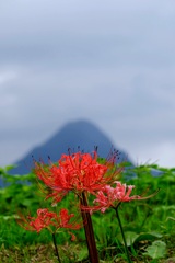 曼珠沙華②