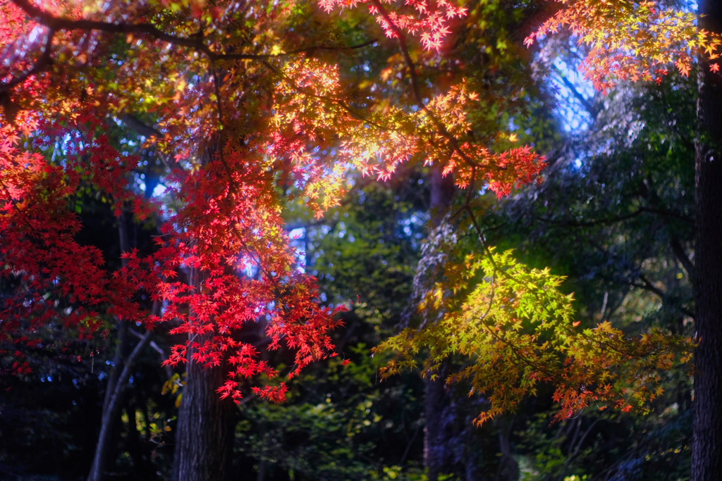 嶺公園の紅葉①