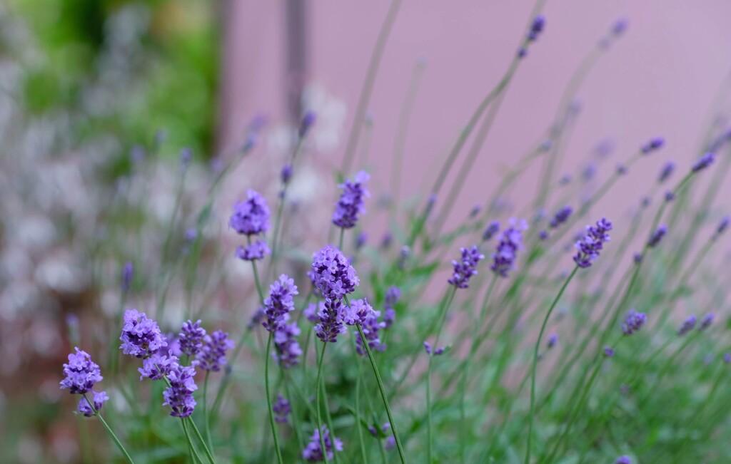 庭の花②