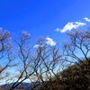 冬桜②
