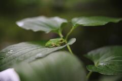 モリアオガエル