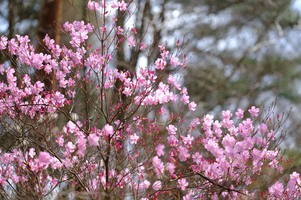 赤城自然園①