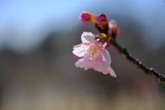 河津桜②
