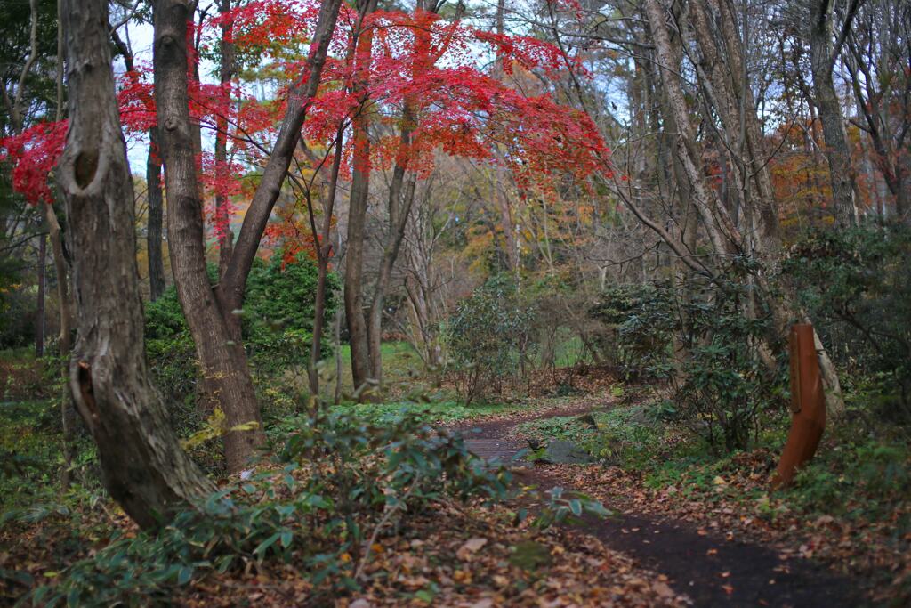 紅葉の赤城自然園①