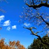 冬桜③
