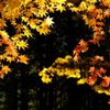 黄葉①