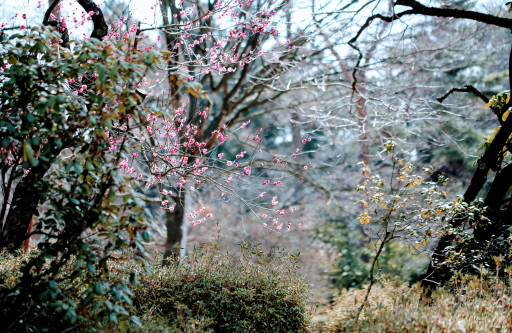 早春①