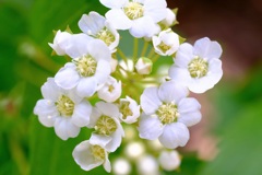 庭の花①