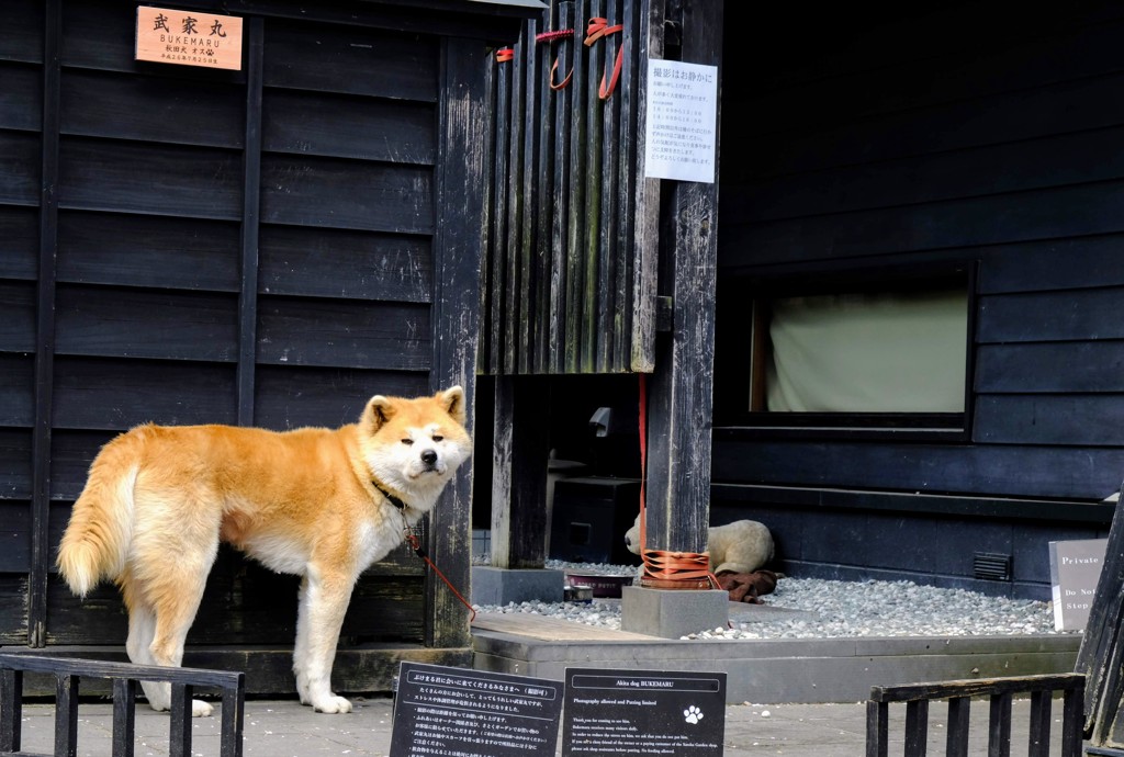 角館　武家屋敷にて①