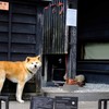 角館　武家屋敷にて①
