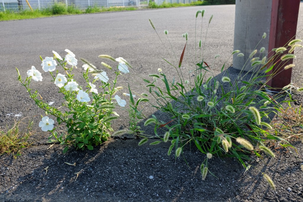 ど根性