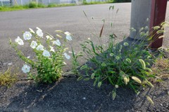 ど根性