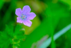 登山道の花①