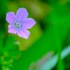 登山道の花①