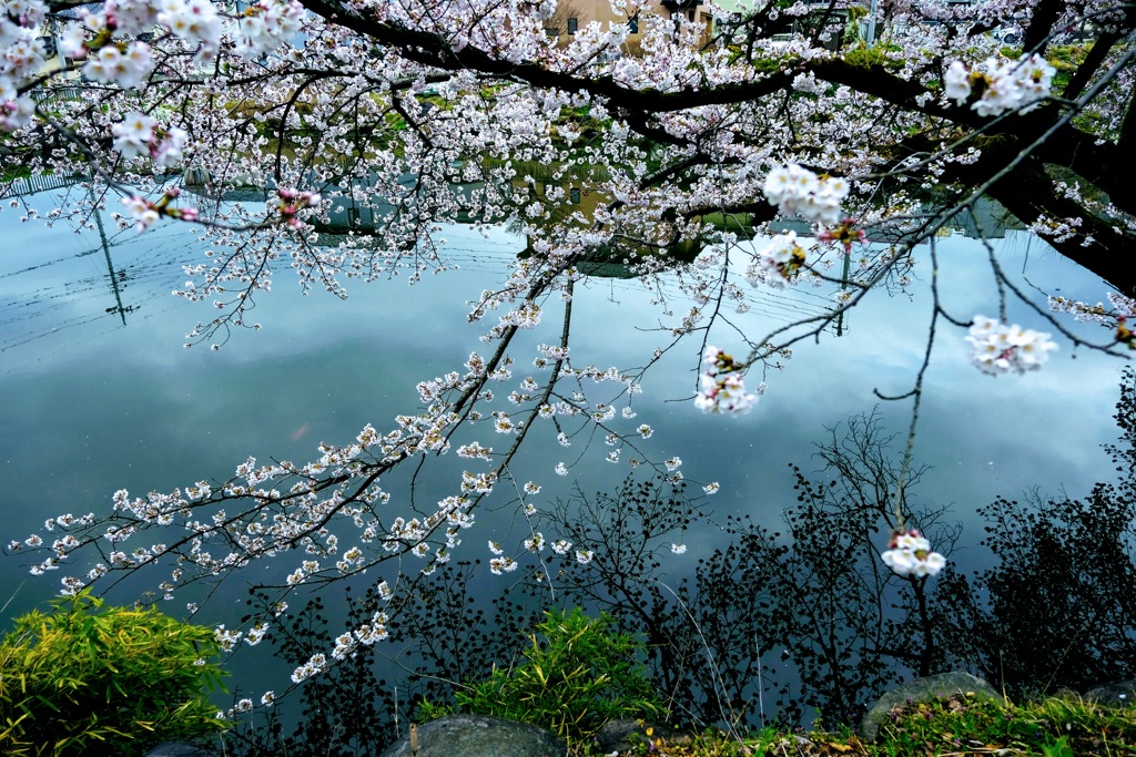 桜②