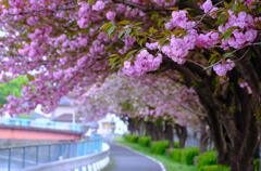 桜回廊①