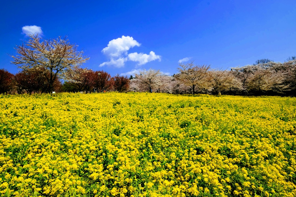 赤城南面千本桜①
