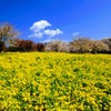 赤城南面千本桜①